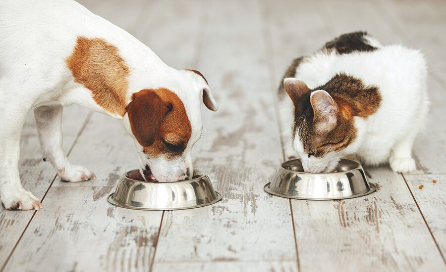 Dog and cat eating pet food